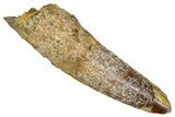 Fossil Spinosaurus Tooth - Real Dinosaur Tooth #353067-1